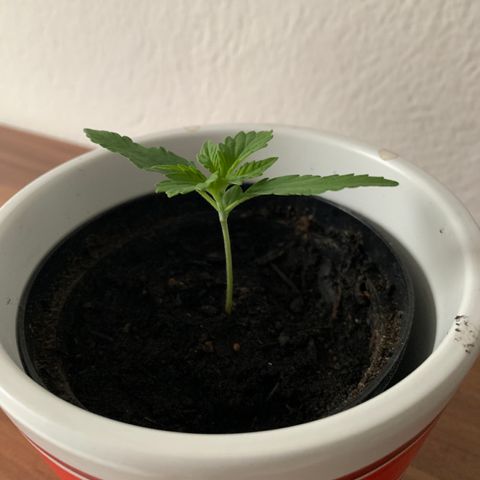 Sadie growlog timeline photo