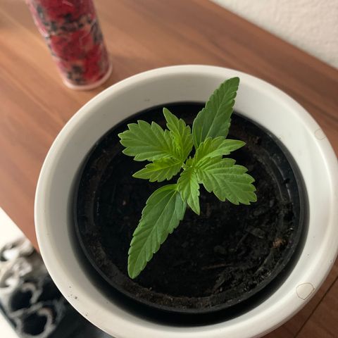 Sadie growlog timeline photo