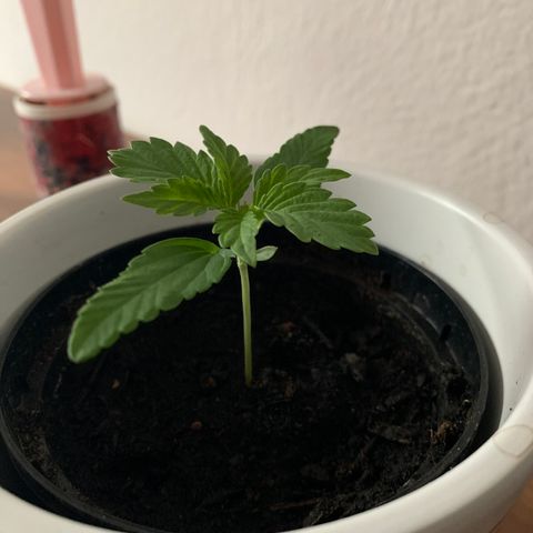 Sadie growlog timeline photo