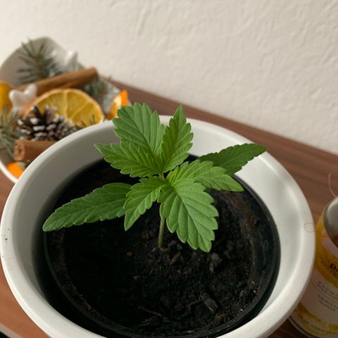 Sadie growlog timeline photo