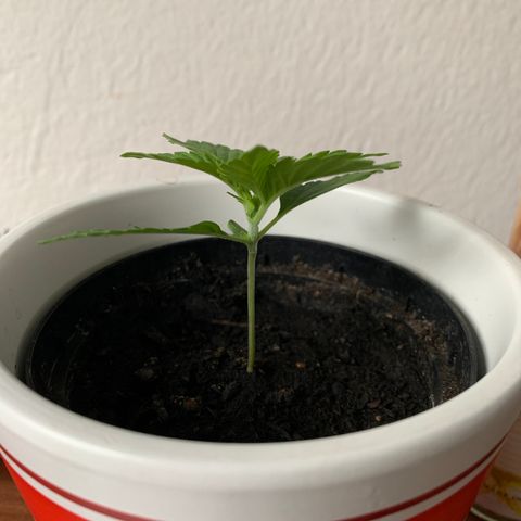Sadie growlog timeline photo
