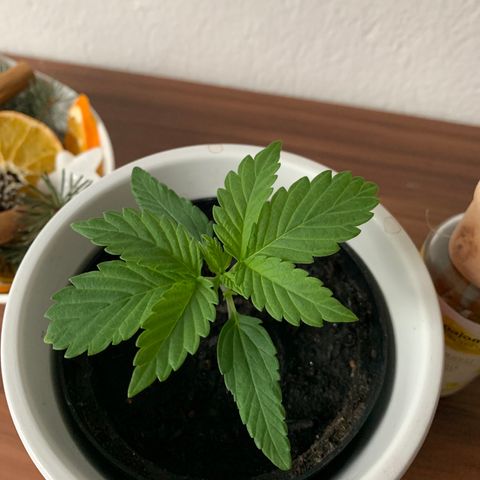 Sadie growlog timeline photo
