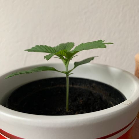 Sadie growlog timeline photo