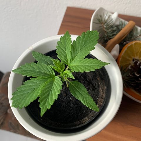 Sadie growlog timeline photo