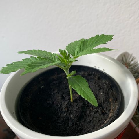 Sadie growlog timeline photo