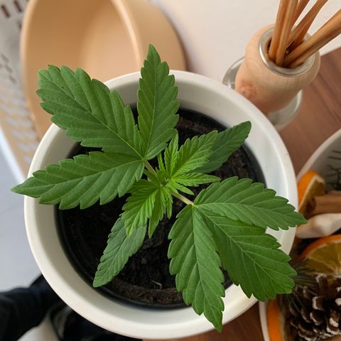 Sadie growlog timeline photo
