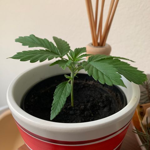 Sadie growlog timeline photo