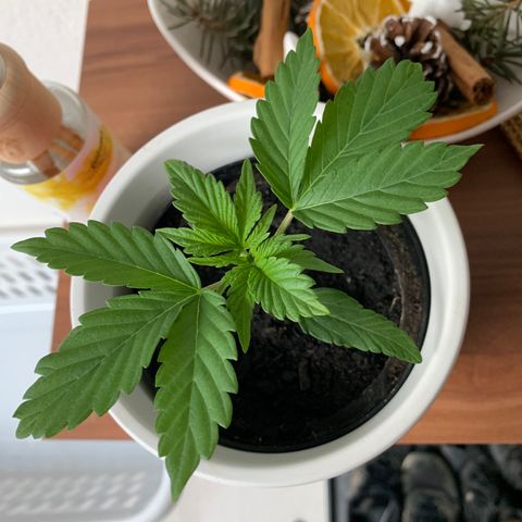 Sadie growlog timeline photo
