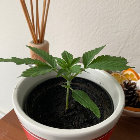 Sadie growlog timeline photo