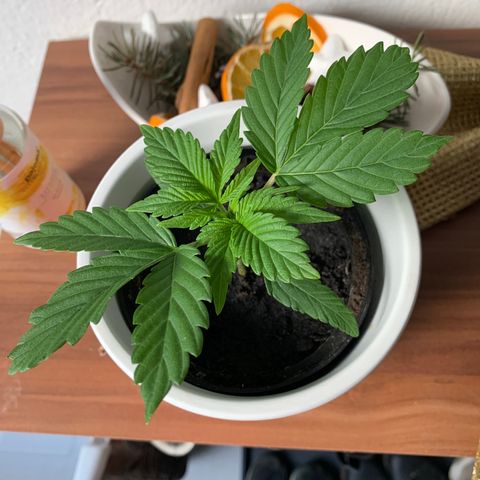 Sadie growlog timeline photo
