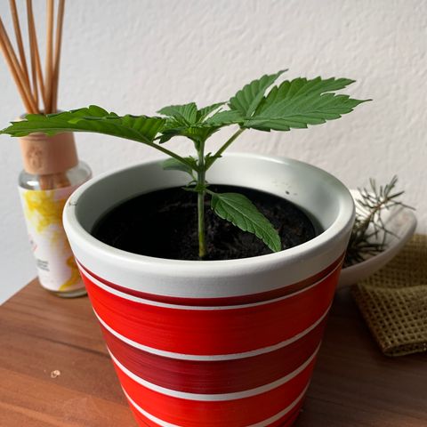 Sadie growlog timeline photo