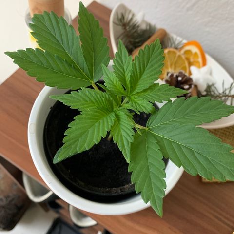 Sadie growlog timeline photo