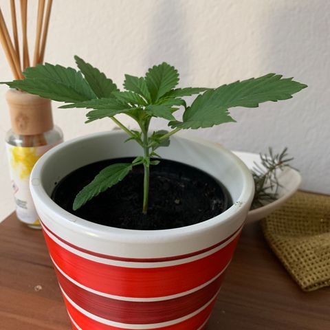 Sadie growlog timeline photo