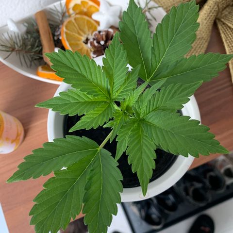 Sadie growlog timeline photo