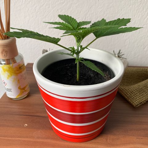 Sadie growlog timeline photo
