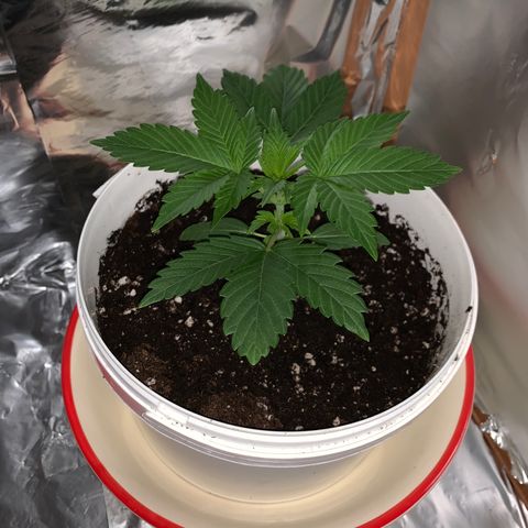 Sadie growlog timeline photo