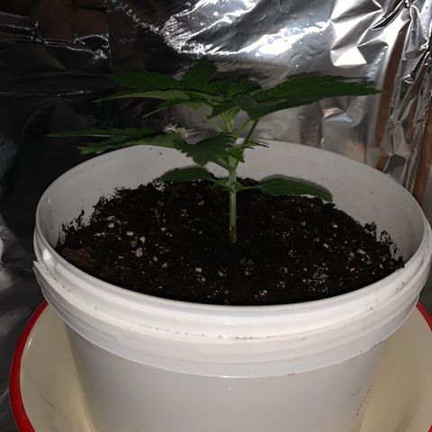 Sadie growlog timeline photo