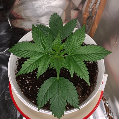 Sadie growlog timeline photo