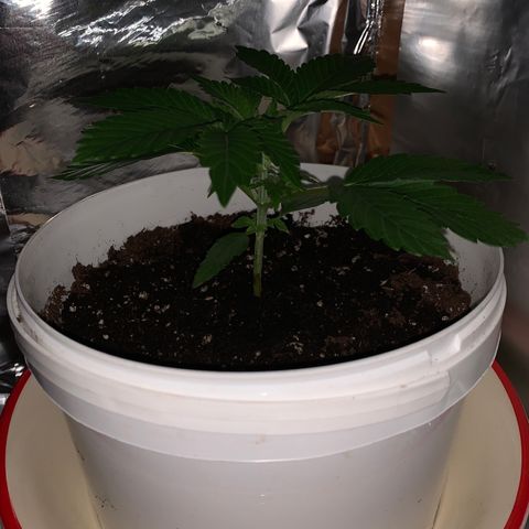 Sadie growlog timeline photo