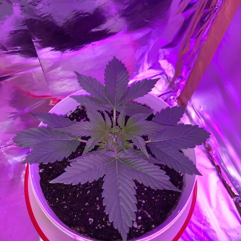 Sadie growlog timeline photo