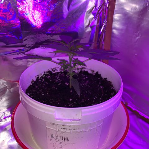Sadie growlog timeline photo
