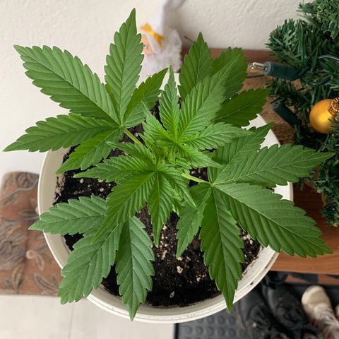 Sadie growlog timeline photo