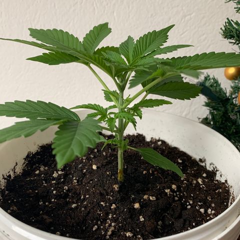 Sadie growlog timeline photo