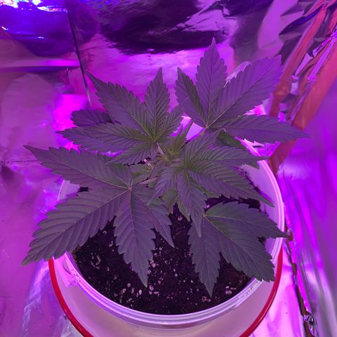 Sadie growlog timeline photo