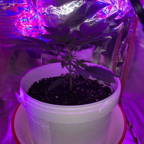 Sadie growlog timeline photo