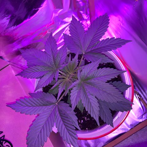 Sadie growlog timeline photo