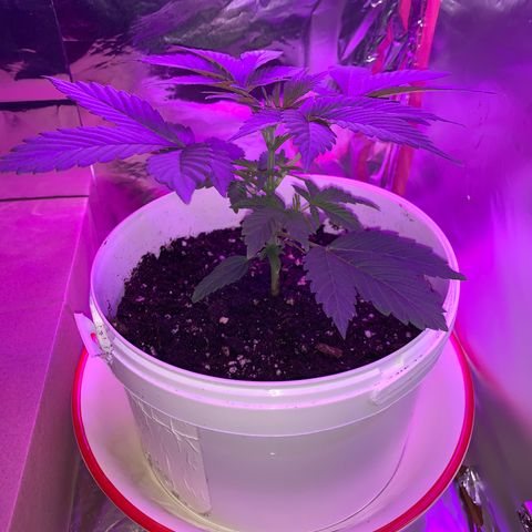 Sadie growlog timeline photo