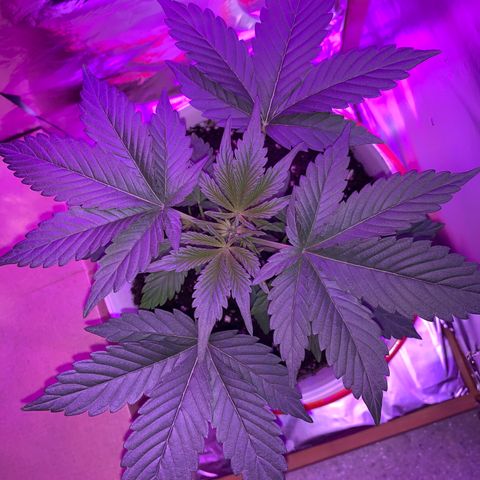 Sadie growlog timeline photo