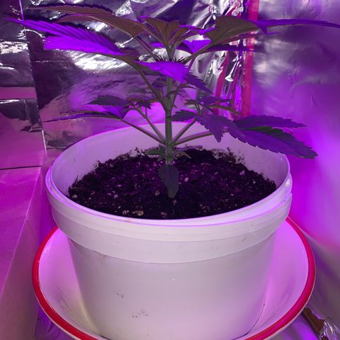 Sadie growlog timeline photo