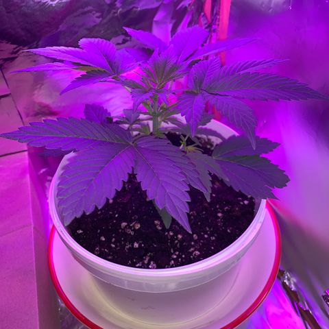 Sadie growlog timeline photo
