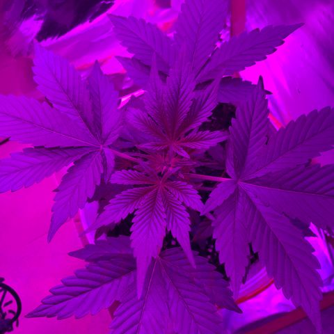Sadie growlog timeline photo