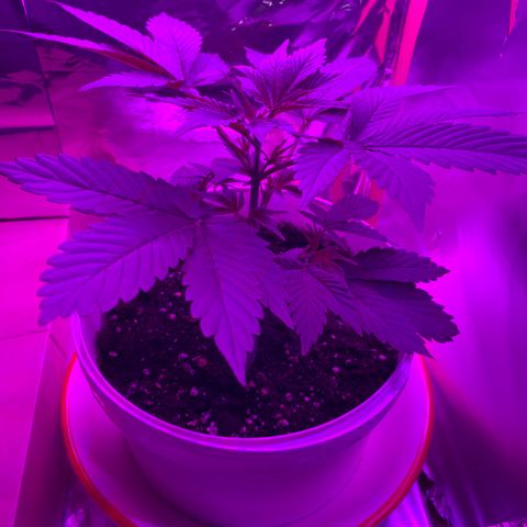 Sadie growlog timeline photo