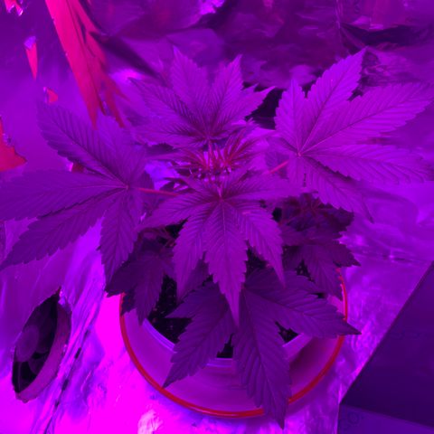 Sadie growlog timeline photo