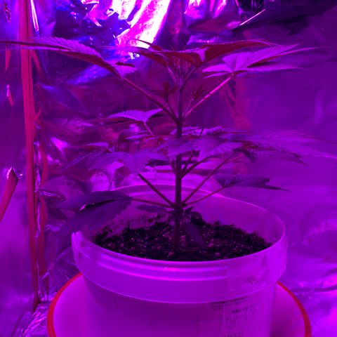Sadie growlog timeline photo