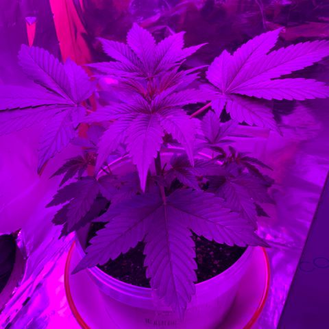 Sadie growlog timeline photo