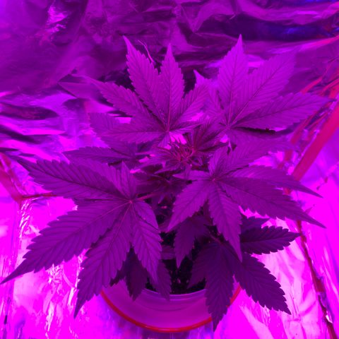 Sadie growlog timeline photo