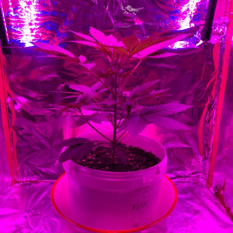 Sadie growlog timeline photo