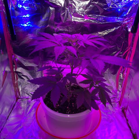 Sadie growlog timeline photo
