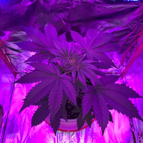 Sadie growlog timeline photo