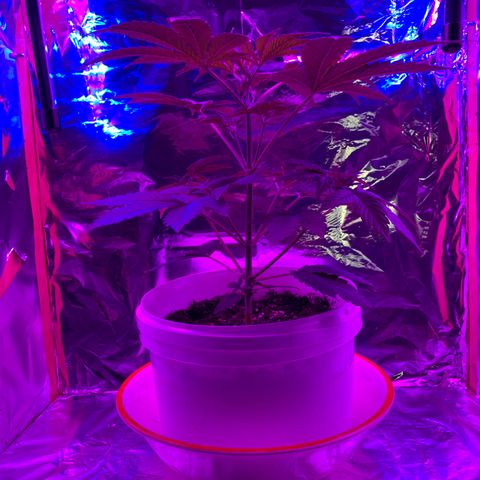 Sadie growlog timeline photo