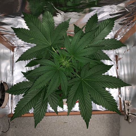 Sadie growlog timeline photo