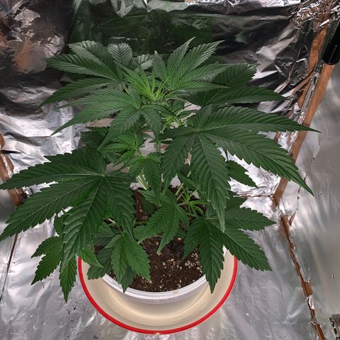 Sadie growlog timeline photo