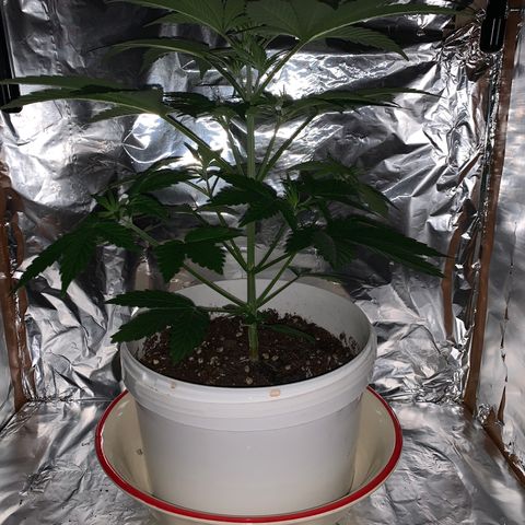 Sadie growlog timeline photo
