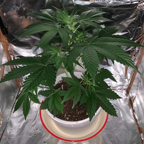 Sadie growlog timeline photo