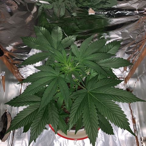 Sadie growlog timeline photo
