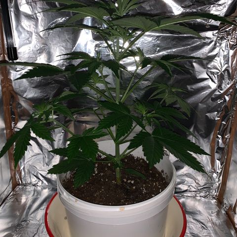 Sadie growlog timeline photo